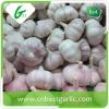 Crop fresh nature white garlic high quality natural garlic for sale