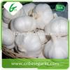 cheap china cheap garlic jinxiang fresh red/normal/pure white garlic factor with low price #2 small image