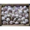 Best Quality Garlic China