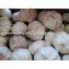 2011 clod room chinese fresh garlic #1 small image