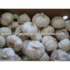2013 chinese fresh garlic