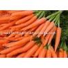 2011 new fresh carrot