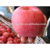 red fuji apple exporter in China