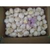 fresh white garlic in jinxiang lowest price