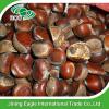 Bulk large nutritous sweet fresh chestnuts with best price