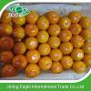 Fresh honey tasty mandarin orange in best price