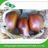 New organic nutritive sweet fresh chestnut wholesale #1 small image