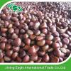 New organic nutritive sweet fresh chestnut wholesale #3 small image