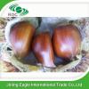 Best quality Chinese fresh taishan chestnut