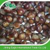 Wholesale top quality fresh organic chestnut