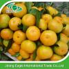 Sweet fresh citrus fruit baby mandarin orange