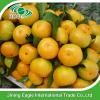 New harvest fresh honey sugar baby mandarin tangerine orange