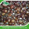 good taste large fresh chestnut for sale