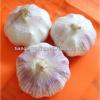 2017 fresh garlic from China #1 small image