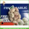 Cheapest Price New Crop Fresh Normal White Garlic 5.0cm In 10 kg Carton For Poland