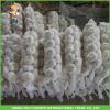 2017 Jinxiang Laiwu Pizhou Fresh White Garlic 5.0CM Mesh Bag In Carton Good Price #2 small image