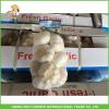 2017 Jinxiang Laiwu Pizhou Fresh White Garlic 5.0CM Mesh Bag In Carton Good Price #3 small image