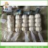 New Crop Fresh Pure White Garlic 5.0 cm In 8kg Mesh Bag For Kuwait Cheapest Price #5 small image
