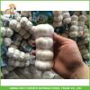 Cheapest Price High Quality Fresh Pure White Garlic 5.0CM In 8 kg Mesh Bag For Dubai