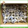 Cheapest Price High Quality Fresh Pure White Garlic 5.0CM In 8 kg Mesh Bag For Dubai