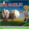 Fresh Normal White Garlic 5.0cm In 10kg Carton For Columbia Cheapest Price High Quality #5 small image