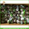 Hot Sale Jinxiang Fresh Red Garlic High Quality Cheapest Price 5.0CM #5 small image