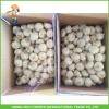 2017 New Fresh Pure White Garlic For Belize In 10kg Carton Good Price High Quality #5 small image