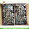 Jinxiang China Fresh White Garlic High Quality Cheapest Price 5.0CM