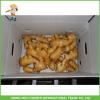 150g Up Fresh Young Ginger From China For Sale With Best #1 small image