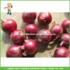 Fresh Red Onion Chinese New Crop 10KG Mesh Bag