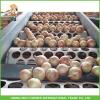 Chinese Fresh Yellow Red Onion In Bulk #1 small image