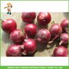 High Quality Fresh Onion 5-7cm Size