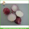 High Quality &amp; Best Price Chinese Fresh Onion 5-7cm Size