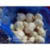 New Crop 5.5cm Normal White Fresh Garlic In 10 kg Mesh Bag packing