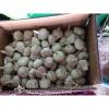 Chinese Fresh Red (Allium Sativum) Garlic Packed in 10kg Mesh Bag #1 small image