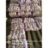 New Crop Chinese 5.5cm Pure White Fresh Garlic Small Packing In Mesh Bag #5 small image