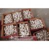 5.5cm and Up Red Garlic Small Packing in Carton Box
