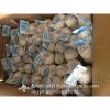 New Crop Chinese 4.5cm Pure White Fresh Garlic Loose Carton Packing