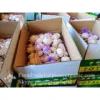 Jinxiang Fresh Red Garlic 5.5cm Loose Packing In Carton Box #1 small image