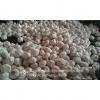 Normal White Purple Garlic with Favorable Price Best Quality