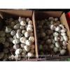 5.5cm Normal White Fresh Purple Garlic Exported to Senegal #3 small image