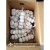 Chinese Fresh Normal White Garlic Packed In Box #1 small image