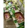 Loose Packing 5-5.5cm Fresh Red Garlic Produced In Jinxiang Shandong China #4 small image