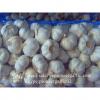 Jinxiang Fresh Red Garlic 5.5cm Loose Packing In Mesh Bag #1 small image