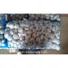 Jinxiang Shandong Fresh Normal White Garlic 5cm Loose Packing in Mesh Bag #4 small image