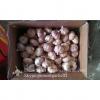 Garlic Exporter in Jinxiang Normal White Garlic Purple Garlic #4 small image