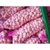 Elephant Garlic Grand A Garlic for Garlic Wholesale Buyers Purple Red Color #1 small image