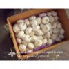Jinxiang Shandong Fresh Normal White Garlic 5cm Loose Packing in Carton Box #2 small image