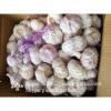 Loose Packing 5.5-6cm Fresh Red Garlic Produced In Jinxiang Shandong China #1 small image