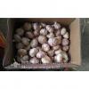 Jinxiang Fresh 4.5-5.0cm Chinese Purple Garlic for Garlic Wholesale Buyers around the world #3 small image